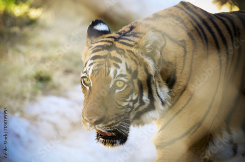Fototapeta Naklejka Na Ścianę i Meble -  A Watchful Tiger Slinks Through the Jungle's Dappled Sunlight