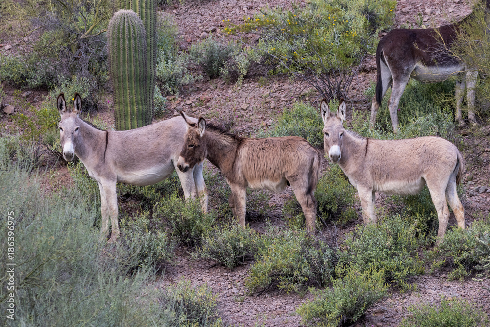 Wild Burros in the Arizona Desert Wild Burros in the Arizona Desert