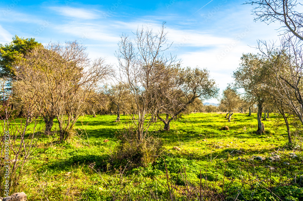 Field of olive trees in winter