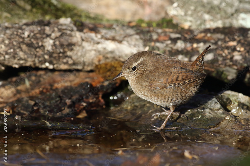 Eurasian wren Eurasian wren