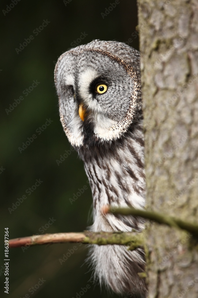 Obraz premium Strix nebulosa. Owl in the wild. Expanded in the north of Europe. Owl portrait. Nature. Owl behind the tree.