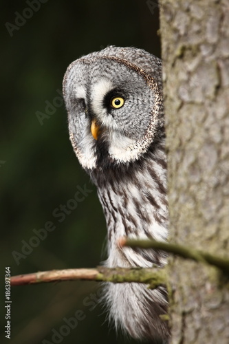 Strix nebulosa. Owl in the wild. Expanded in the north of Europe. Owl portrait. Nature. Owl behind the tree.