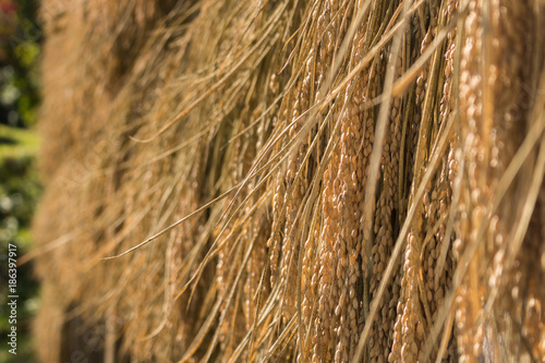 Traditional Rice 