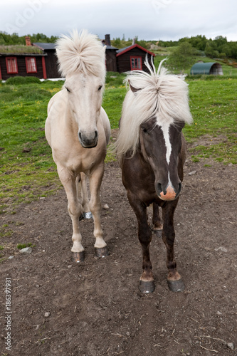 Horses