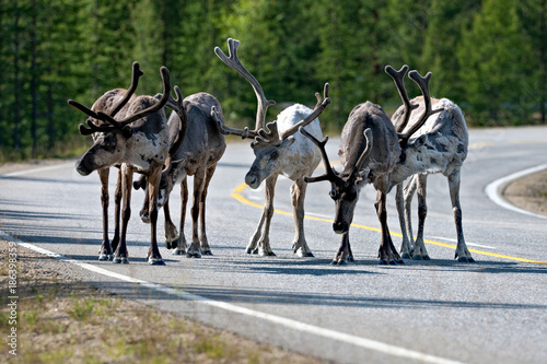 Reindeer (Rangifer tarandus) photo