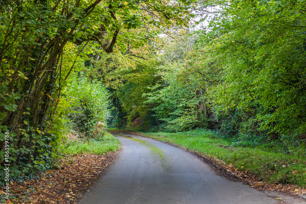 a road through green woods in early autumn in English countryside a road through green woods in early autumn in English countryside