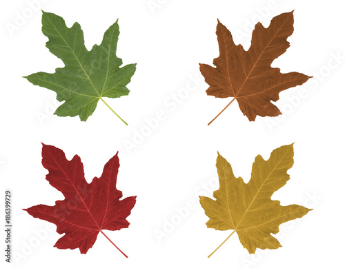 Seasons are changing. Drawed isolated tree leaves collage set.