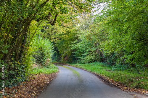 a road through green woods in early autumn in English countryside