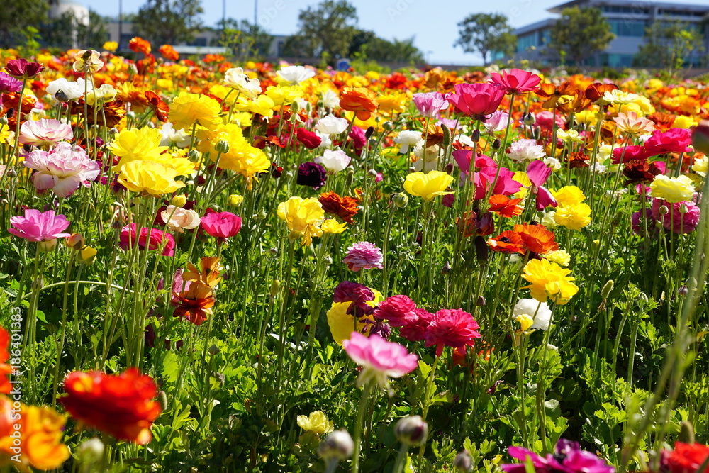 Fototapeta premium flower fields