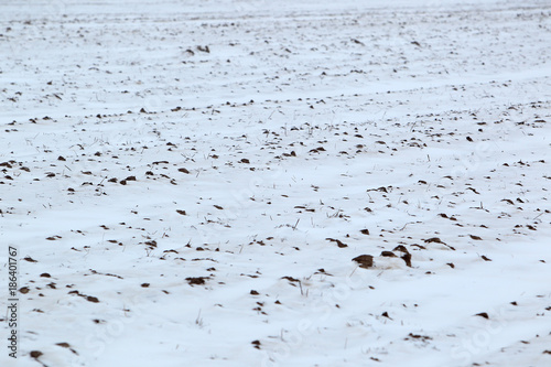 Tereny rolnicze w dolinie Biebrzy zimą
