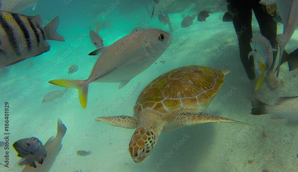 Obraz premium Beijo da Tartaruga
