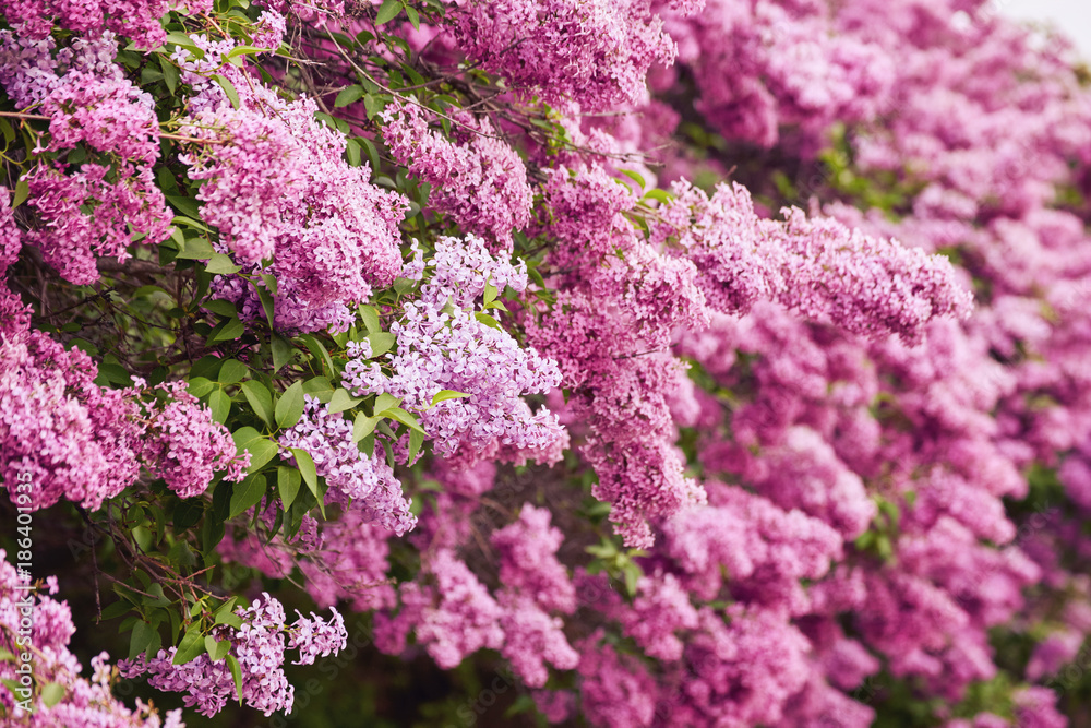 Obraz premium macro photo of white lilac flowers
