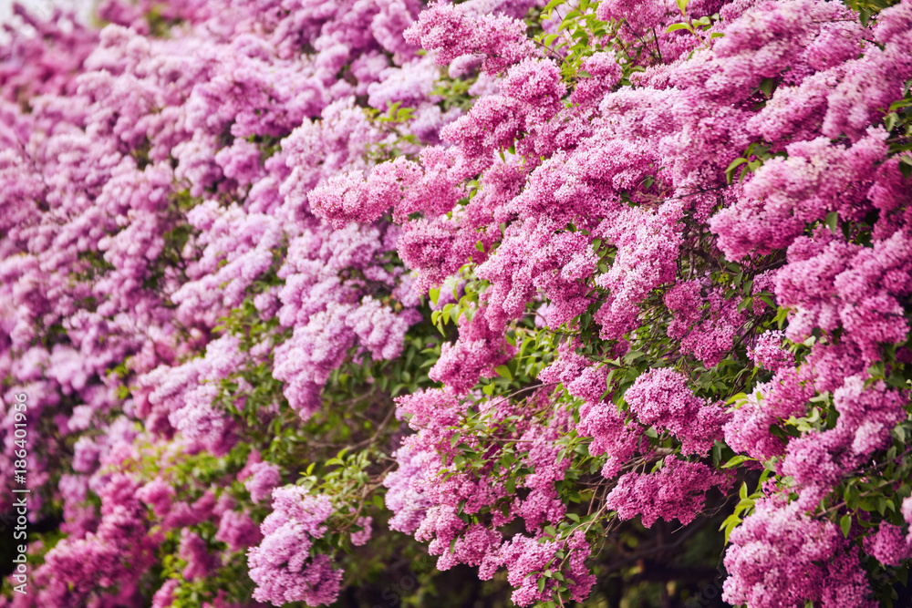 Beautiful fresh purple violet flowers. Close up of purple flowers. Beautiful fresh purple violet flowers. Close up of purple flowers.