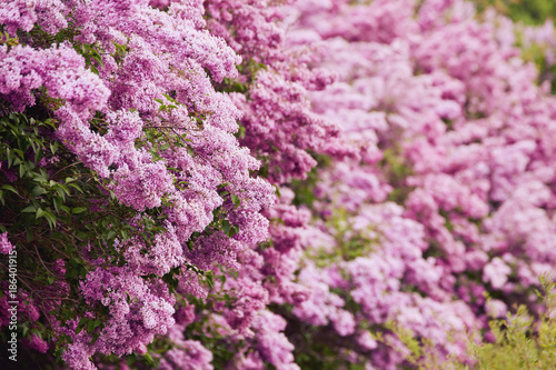 Fototapeta Naklejka Na Ścianę i Meble -  Fragrant lilac blossoms Syringa vulgaris . Shallow depth of field