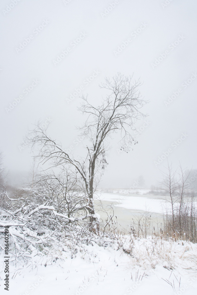 Frozen plants and tree outdoor winter lakeside Frozen plants and tree outdoor winter lakeside