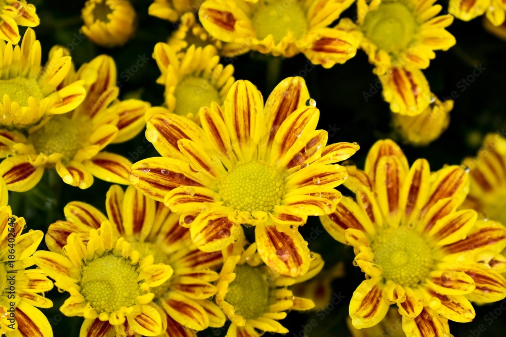 Obraz premium Yellow Flowers