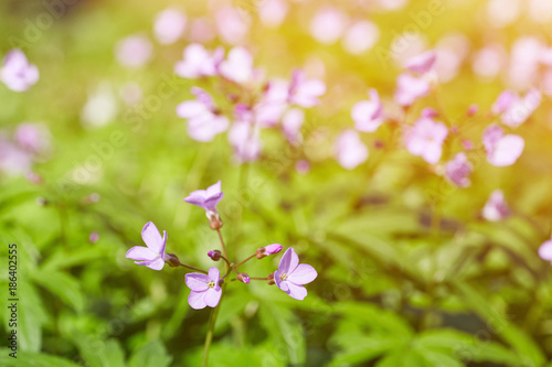 Saponaria ocymoides light purple flower photo