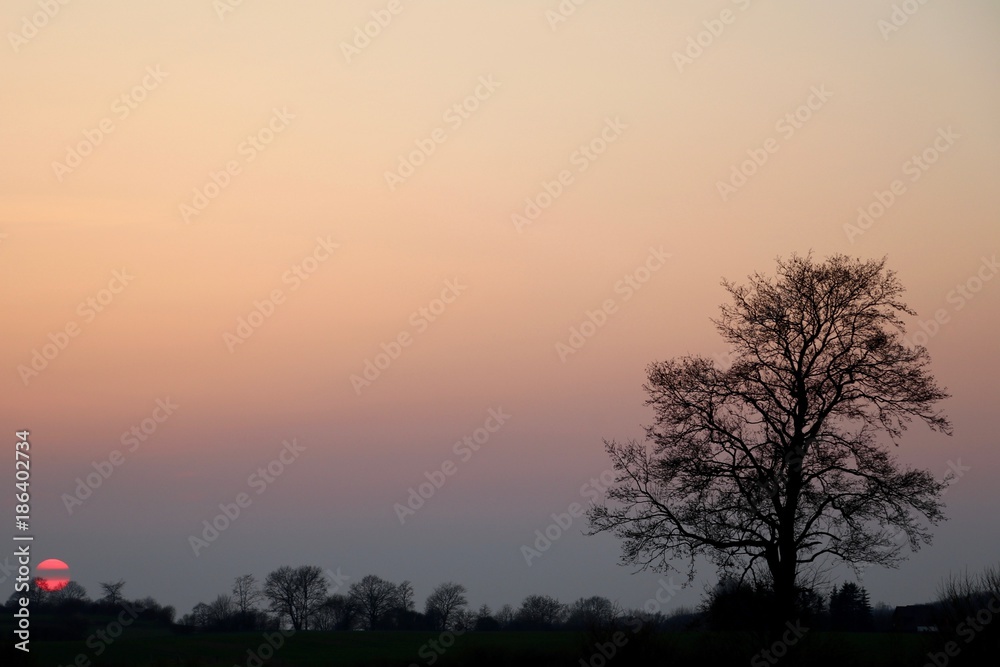 Baum im kalten Sonnenuntergang Baum im kalten Sonnenuntergang