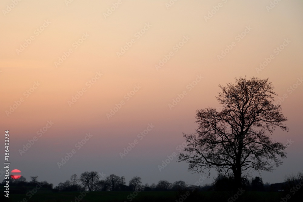 Baum im kalten Sonnenuntergang