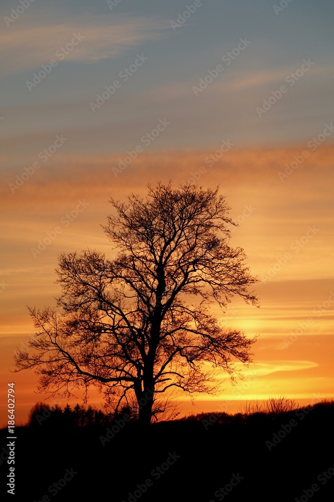 Einsamer Baum vor rotem Himmel