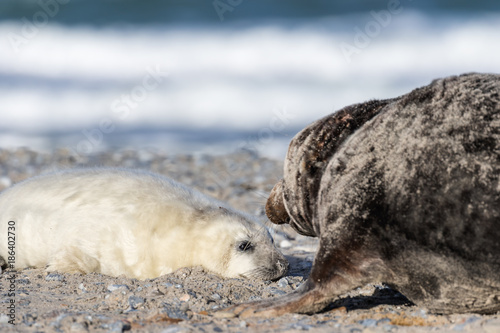 Helgoland - Düne - Robben - Mutter und Kind