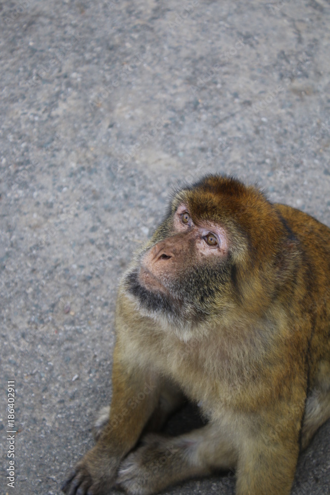 Naklejka premium gibraltar ape