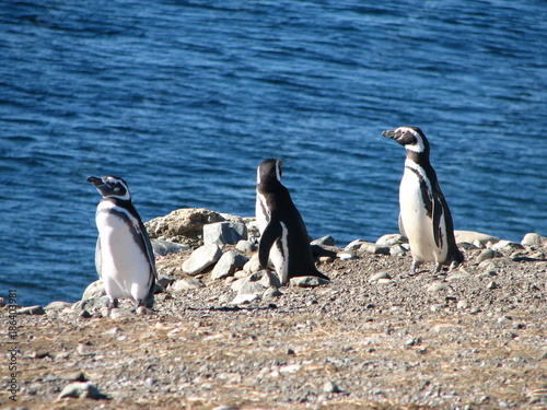 three penguins, magallanes, patagonia, chile
