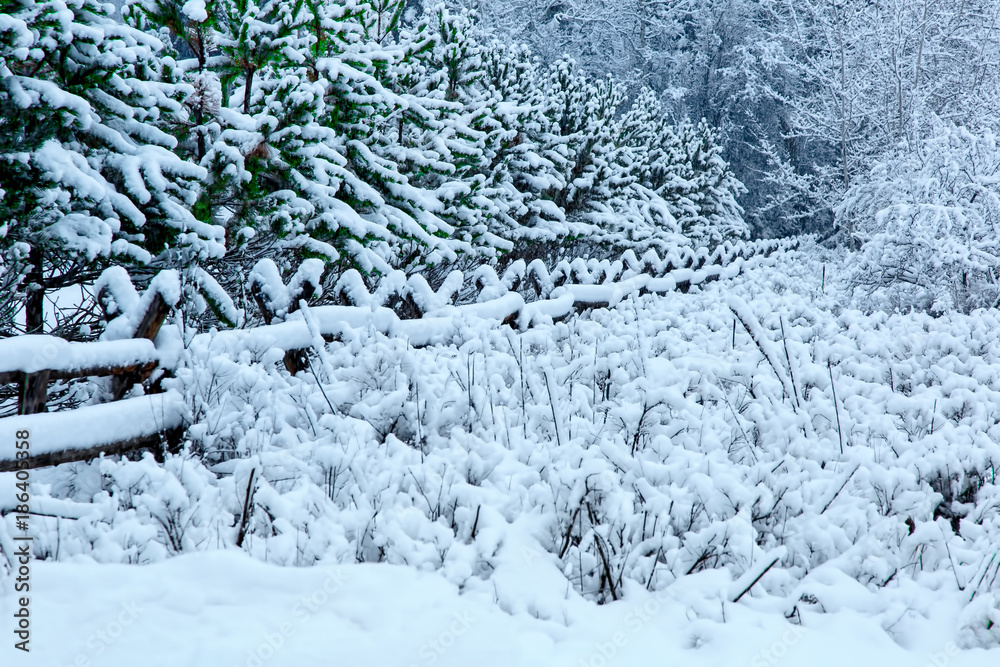 Winter fir trees and wooden rail fence with a blanket of fresh snow in northwestern Montana Winter fir trees and wooden rail fence with a blanket of fresh snow in northwestern Montana