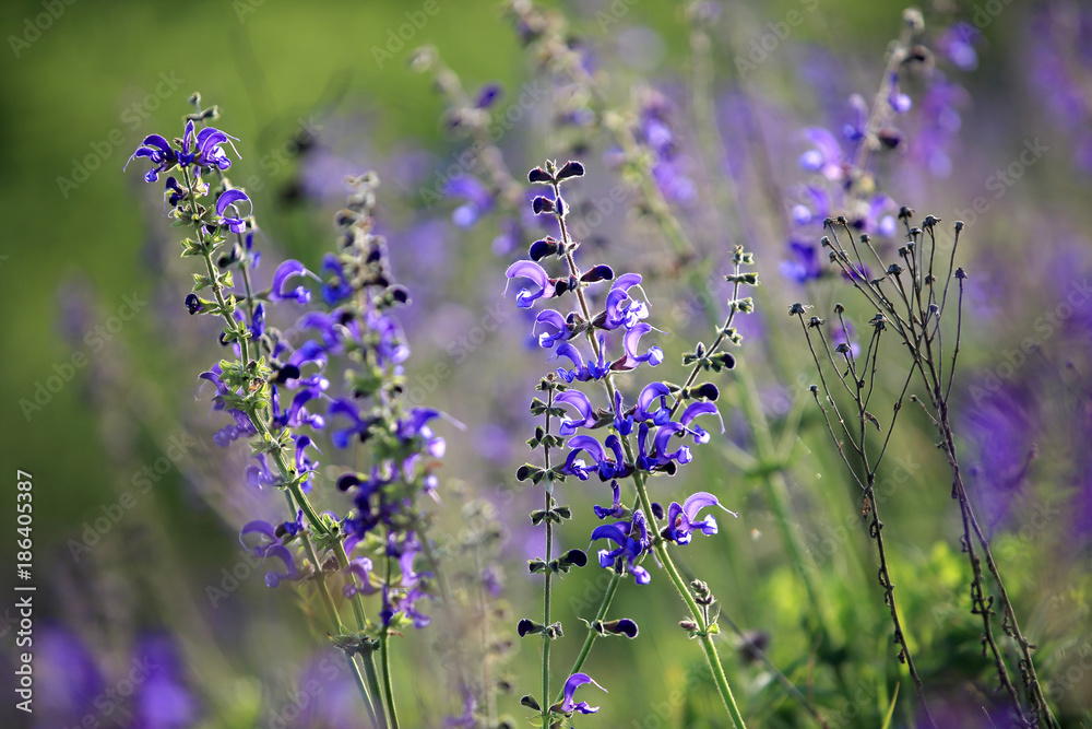 Szałwia łąkowa ( Salvia pratensis )