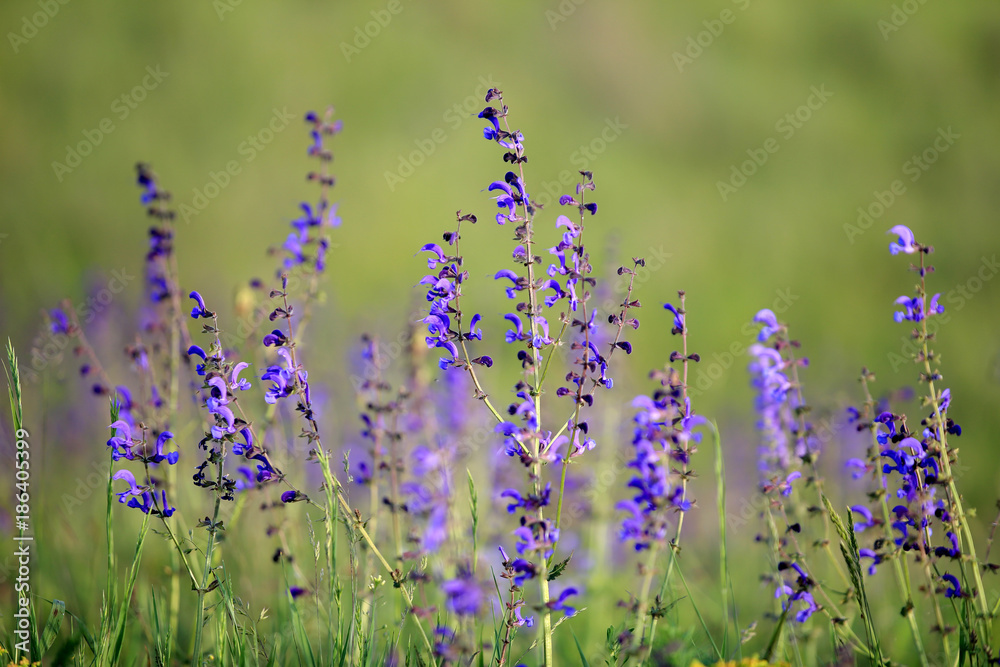 Naklejka premium Szałwia łąkowa ( Salvia pratensis )