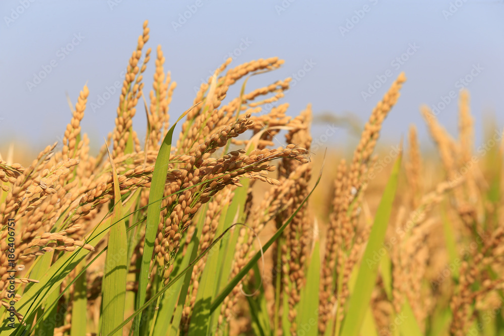 The golden rice is in the rice field The golden rice is in the rice field