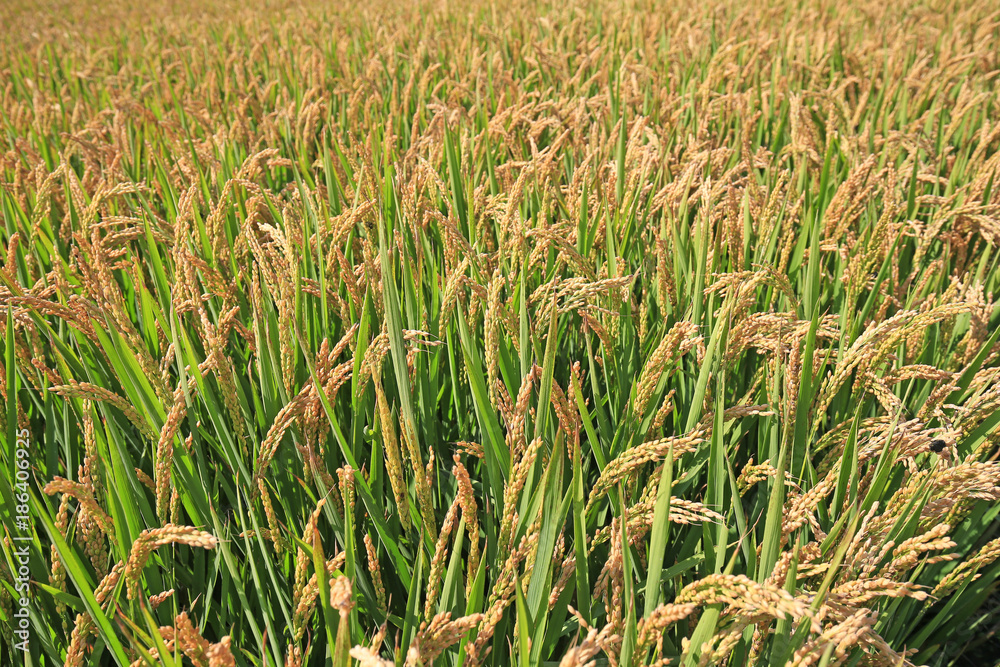 The golden rice is in the rice field The golden rice is in the rice field