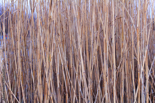 Dry reed photo