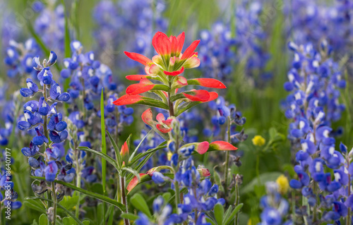 Foto Wildflowers along Wildflower Trails, northeast Texas highways.