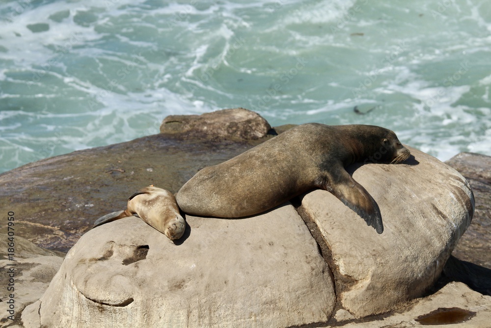 Fototapeta premium California Sea Lion Mother and Baby sleeping on rock La Jolla California San Diego