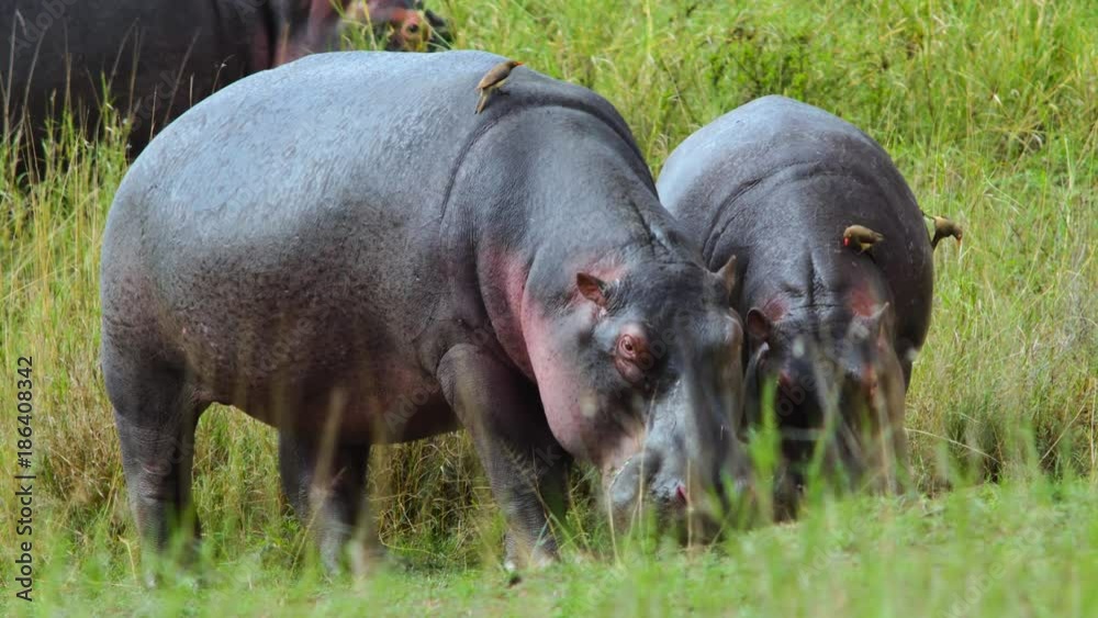 Hippos eating 01 Hippos eating 01