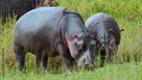 Hippos eating 01