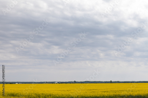 Yellow Canola Field and Clouds summer