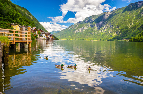 Fantastic landscape of Hallstatt lake with ducks, Austrian Alps, Salzkammergut, Austria, Europe