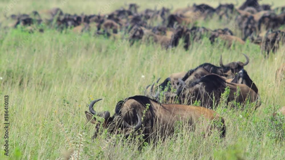 Herd of wildebeest 03 Herd of wildebeest 03