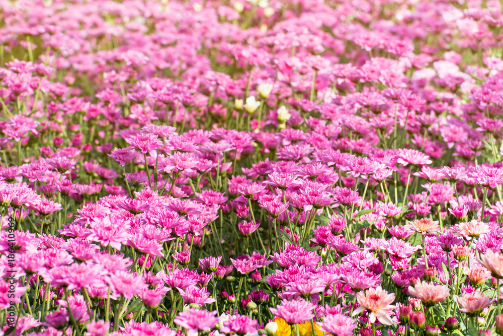 Beautiful of Chrysanthemums flowers outdoors,Daisies in the agriculture garden,Chrysanthemums in the Park