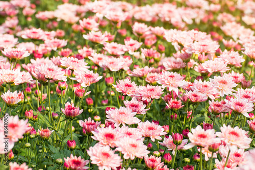 Fototapeta Naklejka Na Ścianę i Meble -  Beautiful of Chrysanthemums flowers outdoors,Daisies in the agriculture garden,Chrysanthemums in the Park