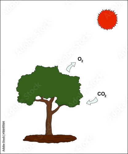 Tree is has metabolism use with carbon dioxide and sunlight, illustrations graphic design