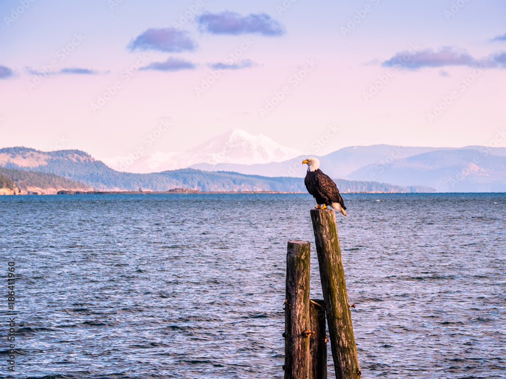 Fototapeta premium Bald Eagle on piles at the shore. Sidney, BC, Vancouver Island, Canada