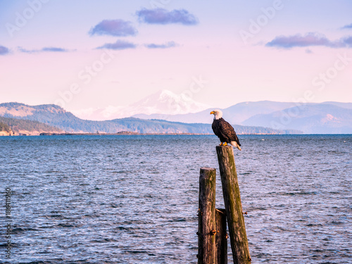 Bald Eagle on piles at the shore. Sidney, BC, Vancouver Island, Canada © pr2is