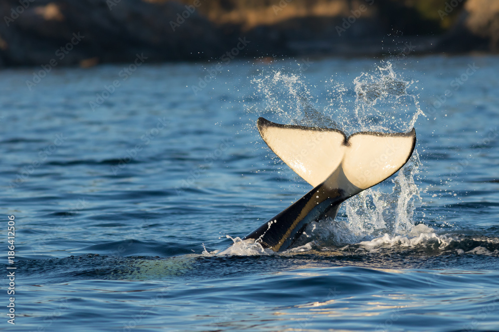 Naklejka premium Orca Tail Water Splash