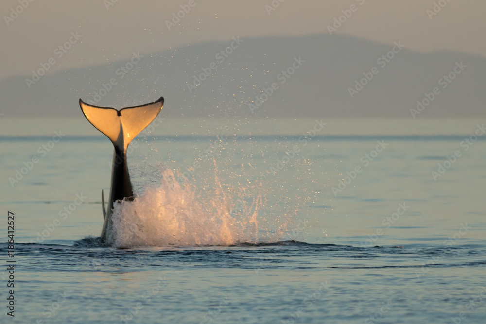 Naklejka premium Orca Tail Water Splash at Sunset