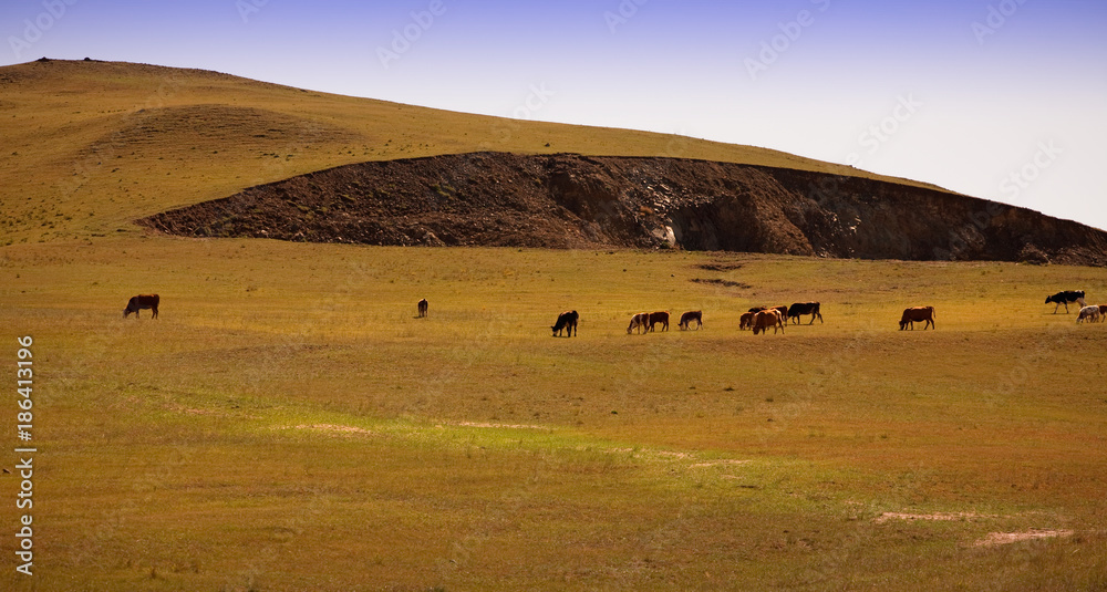 landscape of the Bashang grassland in Hebei, China