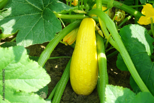 Yellow squash and plant in the farm field