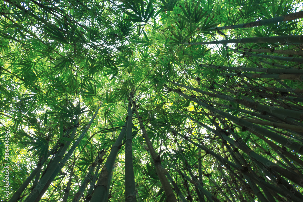 Obraz premium bamboo forest background with sunlight flare